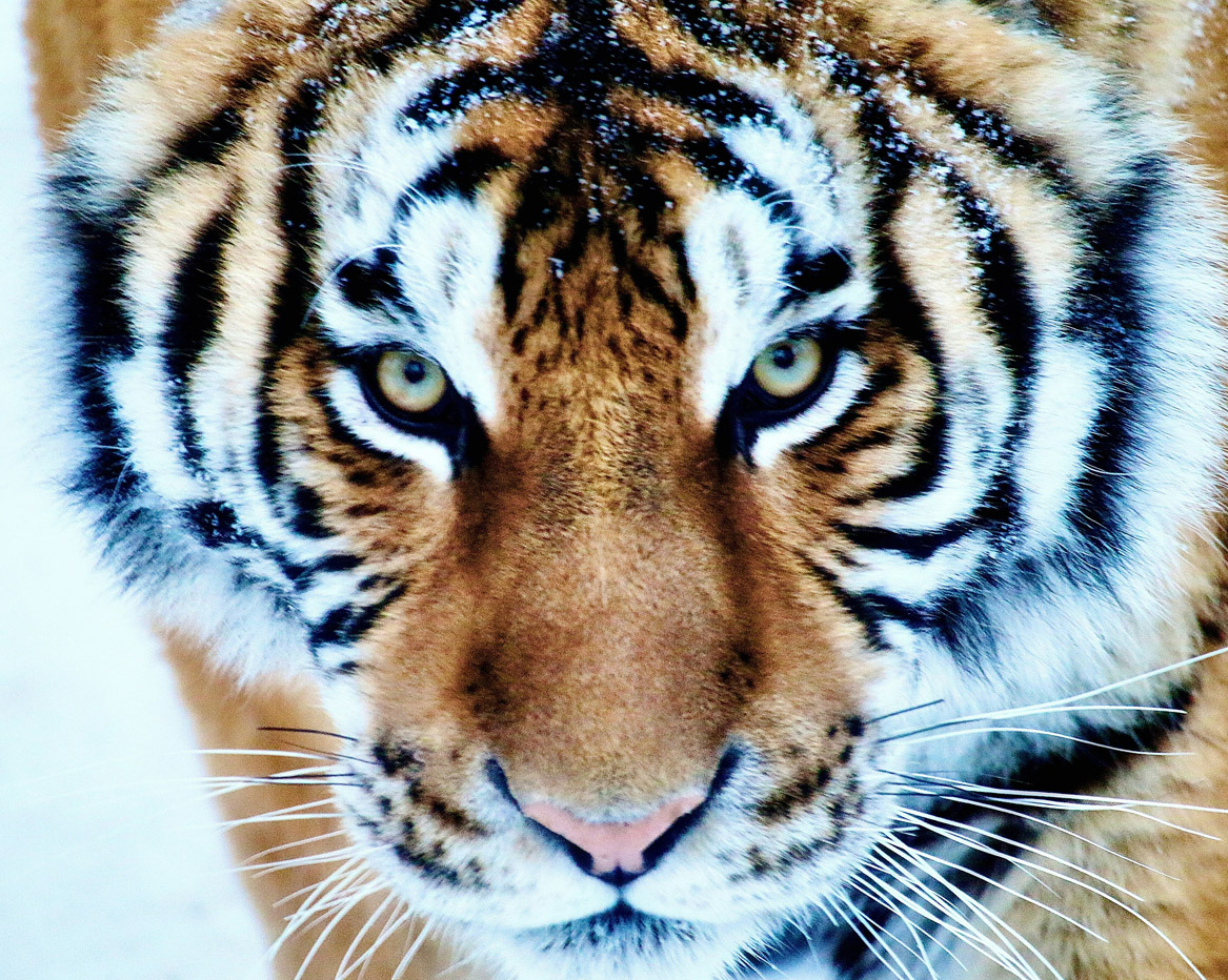 Tijger close up