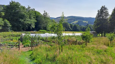 Moestuin