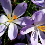 Opbloeien en opleven in de dans