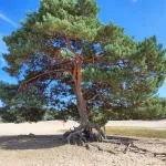 Evolutieproject Biodanza school Rotterdam